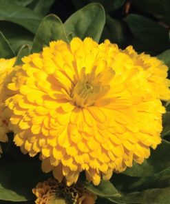 calendula-green-heart