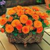 Calendula Pot Marigold Orange Gitana
