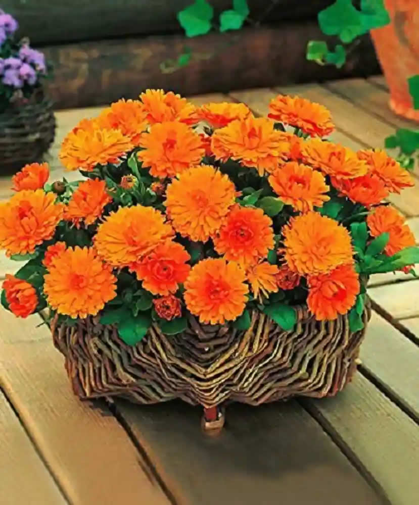 Calendula Pot Marigold Orange Gitana