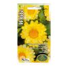 calendula-pot-marigold-white