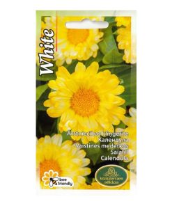 calendula-pot-marigold-white