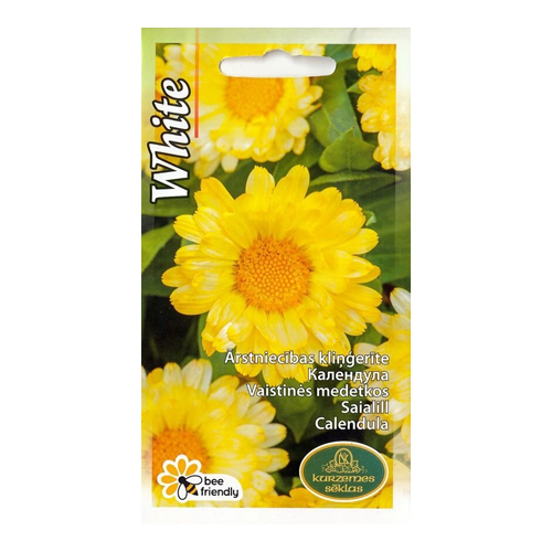 calendula-pot-marigold-white