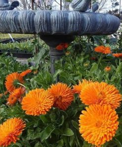 Calendula Pot Marigold Radio