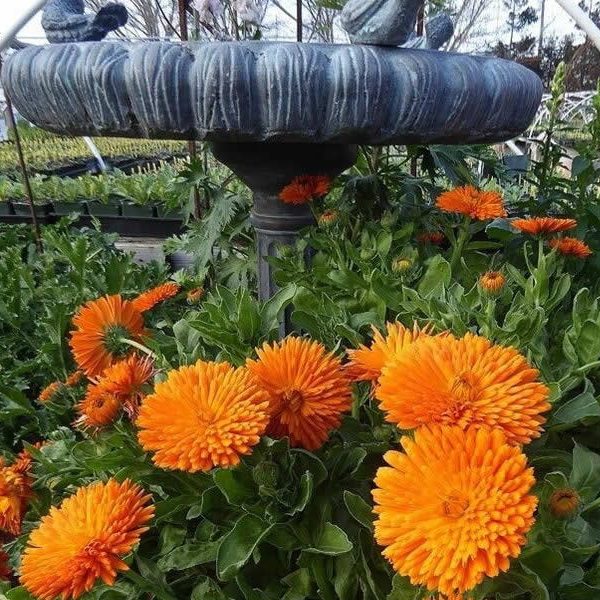 Calendula Pot Marigold Radio
