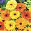 Calendula seeds Pot Marigold Mixed Medicinal 2g