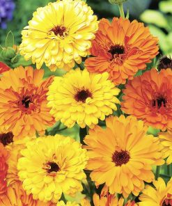 Calendula seeds Pot Marigold Mixed Medicinal 2g