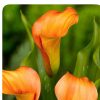 Calla Lily 1X Zantedeschia orange beauty