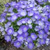 HT Campanula seeds Carpatica Blue 0.25g