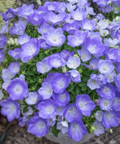 HT Campanula seeds Carpatica Blue 0.25g