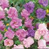 Buzzy Campanula seeds Double Flowered 0.5g (050360)