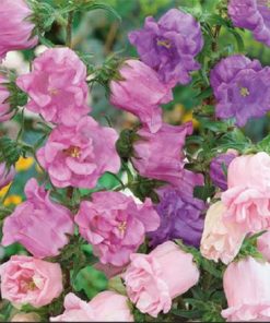 Buzzy Campanula seeds Double Flowered 0.5g (050360)