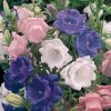 Campanula Bellflower Cup and Saucer