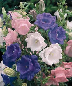 Campanula Bellflower Cup and Saucer
