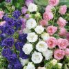 HT Campanula seeds Marsh Marigold mixed 0.4g