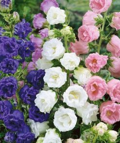HT Campanula seeds Marsh Marigold mixed 0.4g