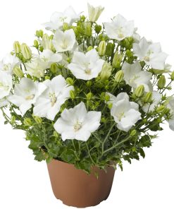 Alternative view of White Campanula Bellflower Pristar F1 Seeds 15s