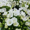 White Campanula Bellflower Pristar F1