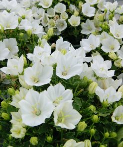 White Campanula Bellflower Pristar F1