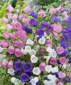 HT Campanula seeds Single-Flowered Bellflower Mix 0.25g (503507)