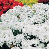 Candytuft Hyacinth Flowered