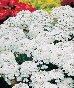 Candytuft Hyacinth Flowered