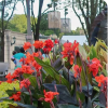 Calla Lily 1X Canna black knight