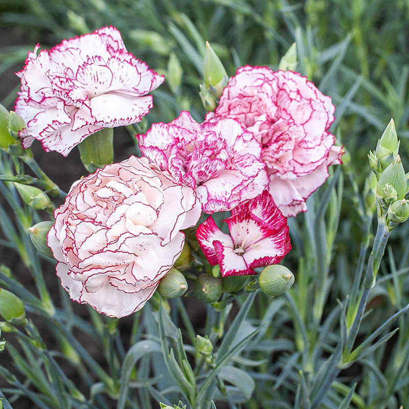 Dianthus, Carnation Benigna