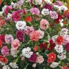 Carnation-Enfant-De-Nice-Mix