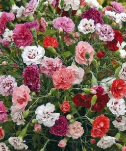Carnation-Enfant-De-Nice-Mix