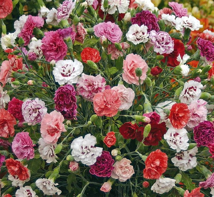 Carnation-Enfant-De-Nice-Mix