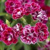 Dianthus, Carnation Dynasty F1 Rose Lace