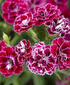 Dianthus, Carnation Dynasty F1 Rose Lace
