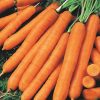 Carrot Cidera