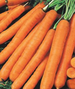 carrot-cidera