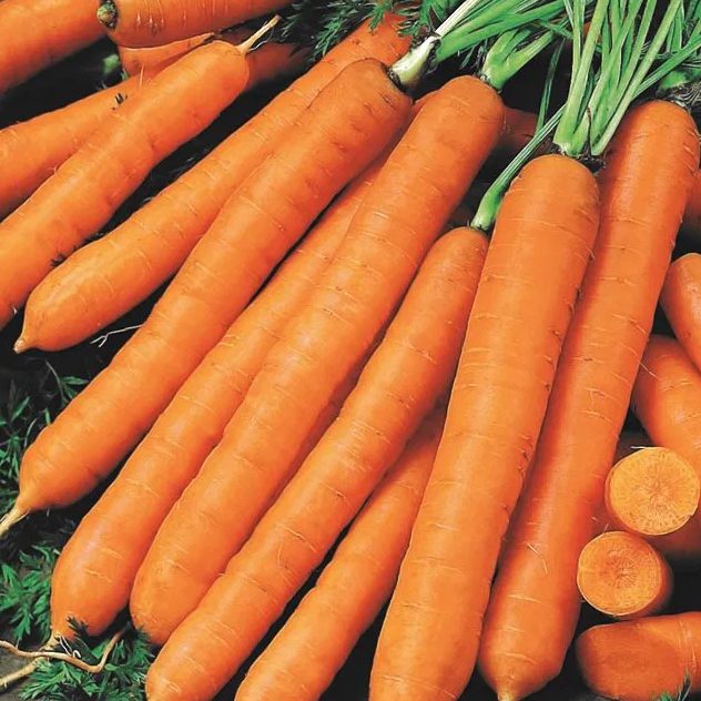 Carrot Cidera
