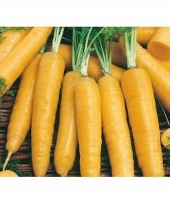 Carrot Fodder Carrot Lobo