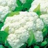 Cauliflower Erfurt