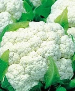Cauliflower Erfurt