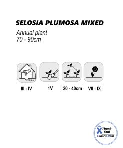 Alternative view of Celosia Seeds, Cockscomb Plumosa mixed