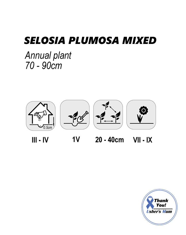 Celosia Seeds, Cockscomb Plumosa mixed - Image 2