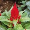 Celosia, Cockscomb Scarlet Plum