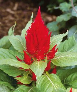 Celosia, Cockscomb Scarlet Plum