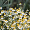 chamomile-common