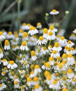chamomile-common