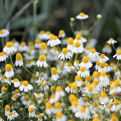 chamomile-common
