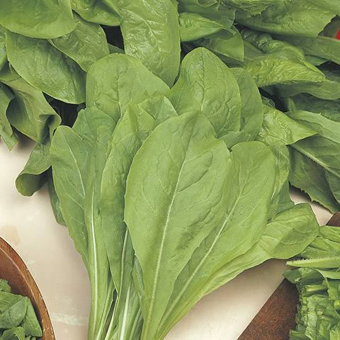 Chicory Spadona - Image 2