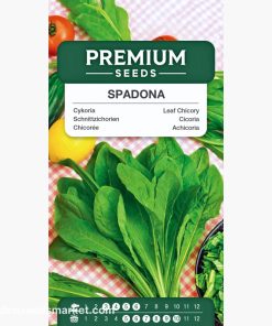 chicory spadona