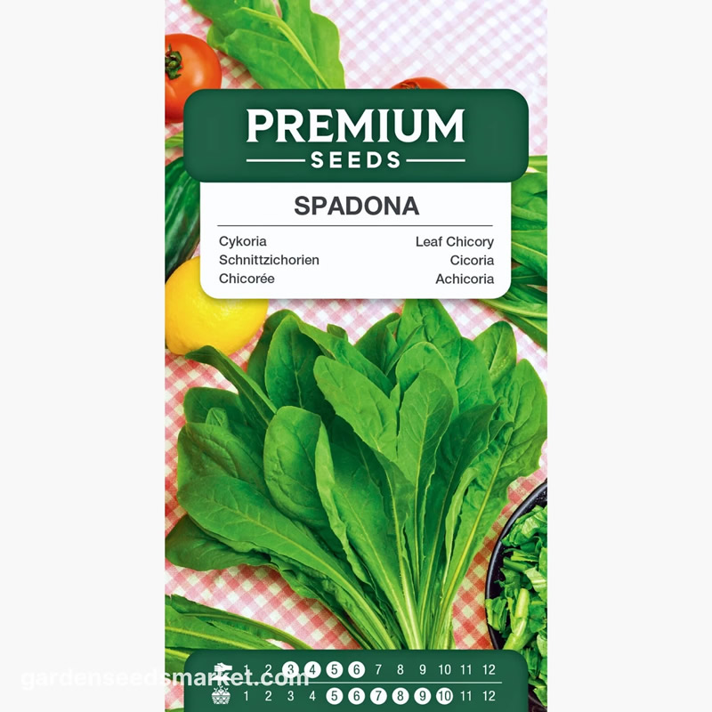 chicory spadona