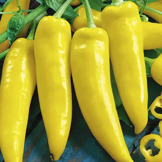 chilli pepper hungarian