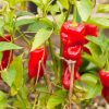 Peper Chili Pardon